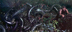 Anacondas HBO