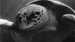 Turtle Screen Shot