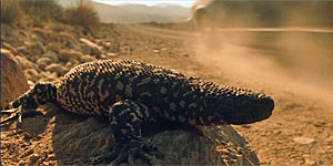 Lizard Movie Screenshot