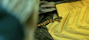 Snake Movie Screenshot
