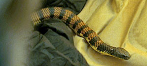Snake Movie Screenshot