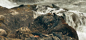 Eden Marine Iguanas