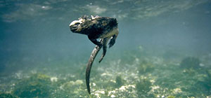 Eden Marine Iguanas