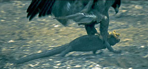 Eden Marine Iguanas