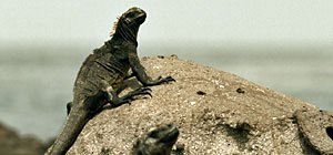 Eden Marine Iguanas