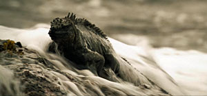 Eden Marine Iguanas