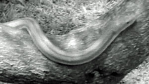 Snake Screenshot
