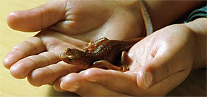 Salamander Screenshot