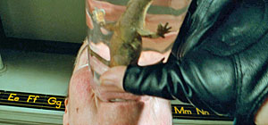 Salamander Screenshot