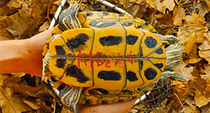 Moonrise Kingdom Turtle