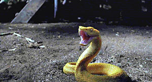 Queer Snake Scene Screenshot
