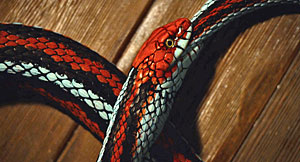 Queer Snake Scene Screenshot