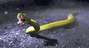 Queer Snake Scene Screenshot