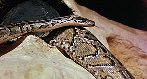 Snake Movie Screenshot