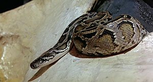 Snake Movie Screenshot