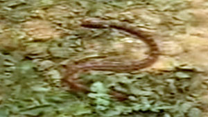 Snake Movie Screenshot