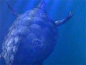 Turtle Screen Shot