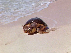 Turtle Screen Shot