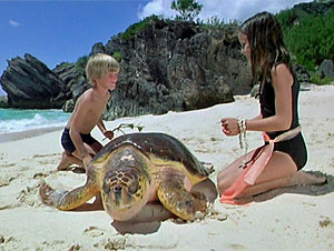 Turtle Screen Shot