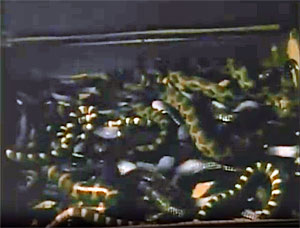 Snake Movie Screenshot