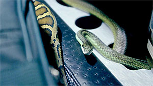 Snake Movie Screenshot