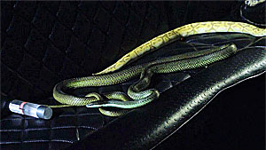 Snake Movie Screenshot