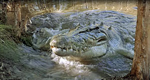 Crocodile Dundee