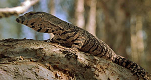 Crocodile Dundee