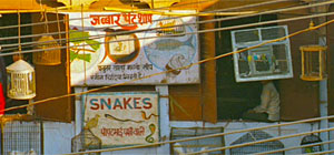 Darjeeling Limited Snake Screenshot