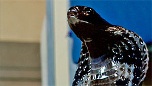 Darjeeling Limited Snake Screenshot