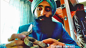 Darjeeling Limited Snake Screenshot