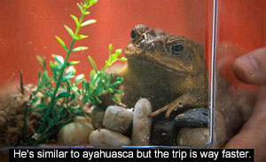 Toad Screenshot