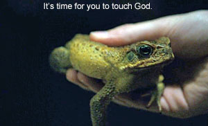 Toad Screenshot