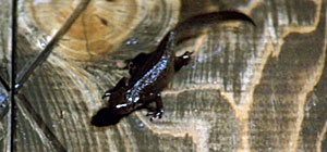 Salamander Screenshot