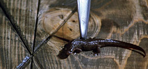 Salamander Screenshot