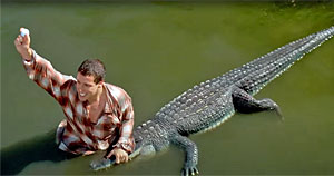 Alligator
