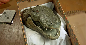 Alligator