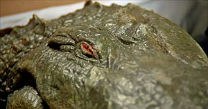 Alligator