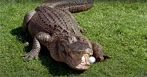Alligator