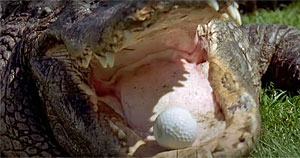 Alligator