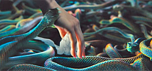 Snake Movie Screenshot