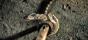In The Lost Lands Snake