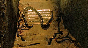 Snake Movie Screenshot