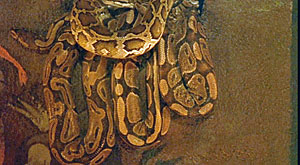 Snake Movie Screenshot
