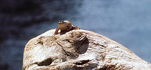 Amphibian Screenshot