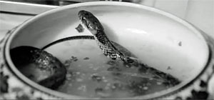 Snake Movie Screenshot