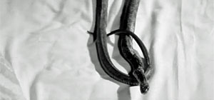 Snake Movie Screenshot