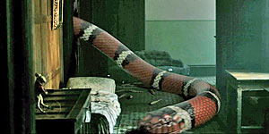 Snake Movie Screenshot