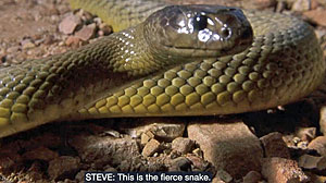 Fierce Snake Screenshot
