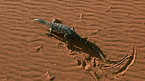 Lizards in Movies